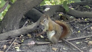 Red-Tailed Squirrel 😊😊👍