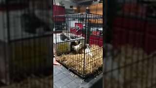 Cat vs Chicken, all are fine! #cat #catvideos #chicken #chicks