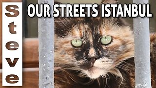 CATS of ISTANBUL - Just a short Video..🇹🇷