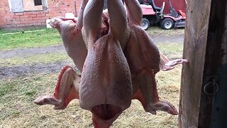 Easy Way To Slaughter Turkeys
