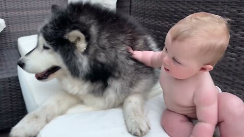 Funny Babies Playing With Dogs Compilation - Funny Baby and Pets