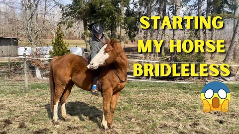 Starting My Homebred Horse Under Saddle BRIDLELESS