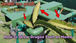 How to tip a trellising Dragon Fruit | Growing Dragon Fruit at Home