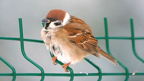 Eurasian Tree Sparrows on a Green Fence in Light Snowfall