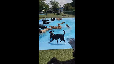 Pool Day for the Pups || ViralHog😊😊