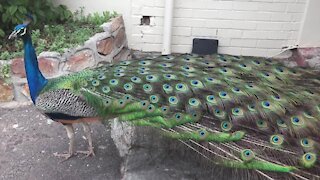 SOUTH AFRICA - Cape Town - Peacocks in Clovelley (Video) (jj7)