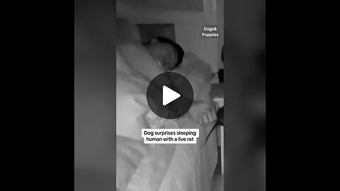 Dog Surprises Sleeping Human With a Live Rat