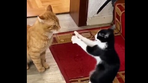 iron fist cat. master of all cats..funny cats fight clips