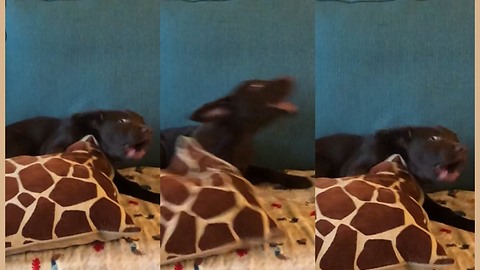 Extremely hyper puppy loses battle to couch