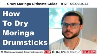 How To Dry Moringa Drumsticks for Seeds to Grow Trees and Prepare for Cold-Press Moringa Seed Oil