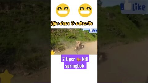 2 tiger kill a springbok, #shorts #youtubeshorts