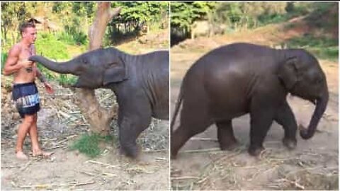 Baby elefante insegue un turista in fuga