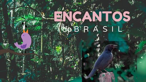 🐦🐦O CANTO DA GRAÚNA #2🐦🐦