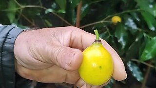 bacupari graúdo produzindo em vaso a venda em Niterói RJ Brasil 🇧🇷