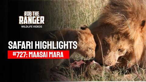Safari Highlights #727: 27 & 28 September 2022 | Lalashe Maasai Mara | Latest Wildlife Sightings