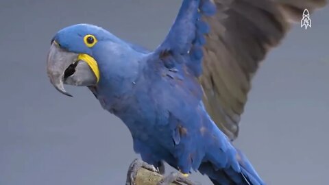 8 Most Beautiful Macaws on Planet Earth