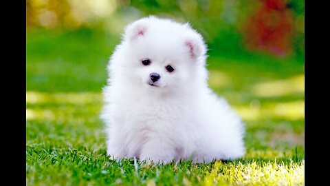 Amazing Vip micro Thumbelina withe Pomeranian puppy