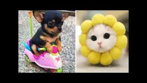 Baby Pets Cute and Funny Pets Videos Compilation 💗