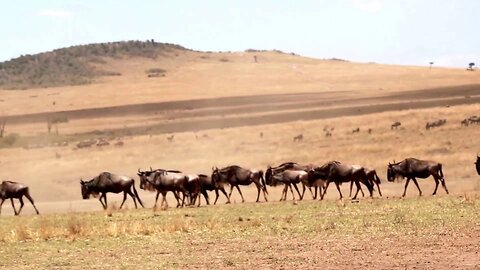 Wildebeest running