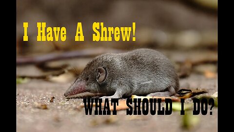 A Shrew Is Loose in the Walipini! Probably more. I hate them all.