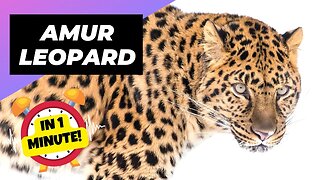 Amur Leopard - In 1 Minute! 🐆 The Most Endangered Big Cat | 1 Minute Animals