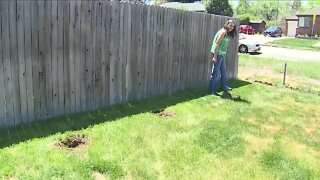 Denver homeowner says newly planted trees were stolen out of her yard
