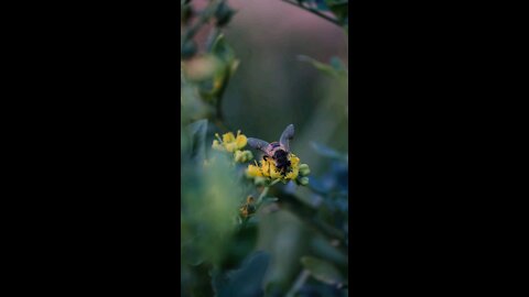 Beautiful Honeybee Gathering Fresh Nectar From Flowers