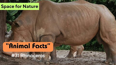 Rhinoceros | Animal Facts Series | Episode 31