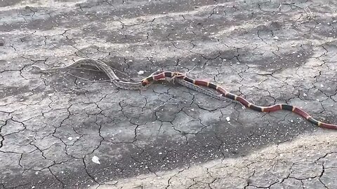 LUTA MORTAL ENTRE COBRA REI e CORAL FOI FLAGRADO EM FAZENDA