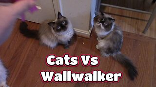 Cats Vs Wall Walker! 😻