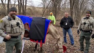 Firefighters & Deputies rescue horse trapped in Iowa creek