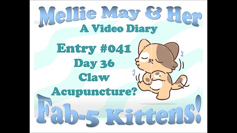 Video Diary Entry 041: Day 36 - Kitten Claw Acupuncture For Headache?