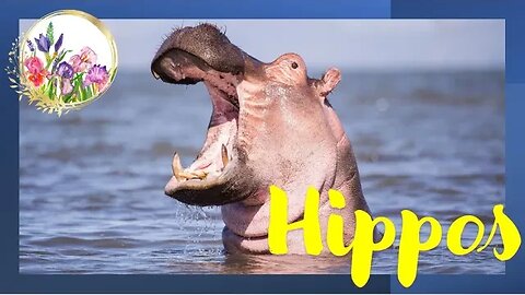 Hippo Can Hold Their Breath for 5 MINUTES!