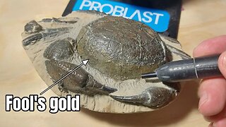 Micro air abrasion fossil prep on a weird crab [Vaniman Problast]
