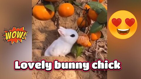 Beautiful bunny chick