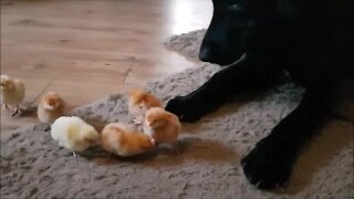 German Shepherd Puppy Meets Day Old Chicks And It's Adorable