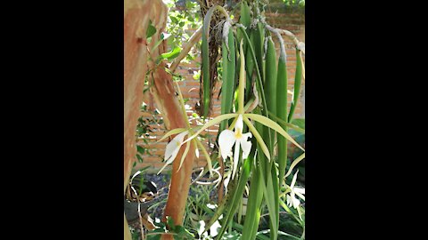 Beautiful Mexican Orchid (Hermosa Orquídea Mexicana)