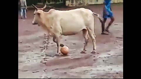 Desperate Cow Wants To play football with boys
