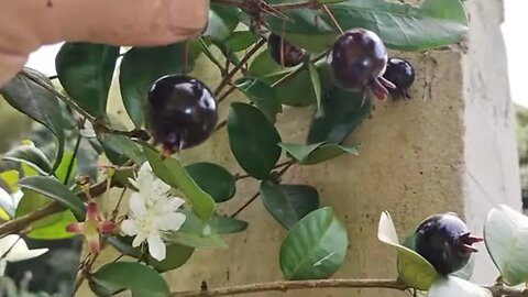 frutífera produzindo em vaso grumixama anã maçã jabuticaba cajá impermeabilização da laje funciona