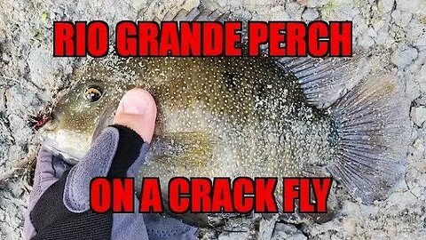 Rio Grande Perch on the Redfish Crack Fly #viral #flyfishing #fishing #panfish #riogrande #perch