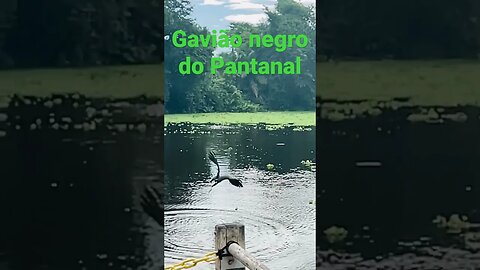 #shorts #gaviaonegro #pantanal