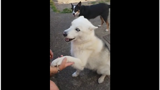 Howling dog throws tempter tantrum for BBQ