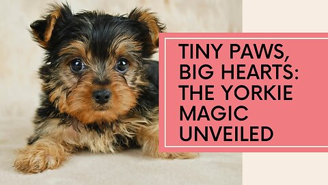 Tiny Paws, Big Hearts: Unveiling the Yorkie Magic
