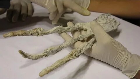 Mysterious GIANT 'Alien Claw' & Warped Skull Found Beneath Desert in Peru