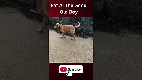 The Good Old Dog Al