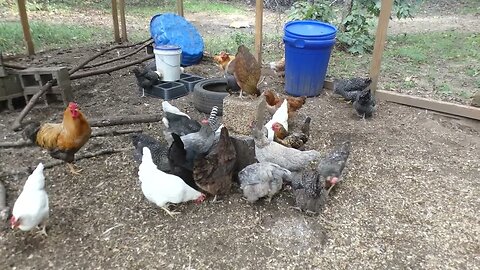Flock Block party for chickens.