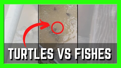 Feeding Turtles But It Seems That Fishes Are Faster | Cute Animals