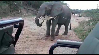 Elephant throws sand and water at tourists on safari