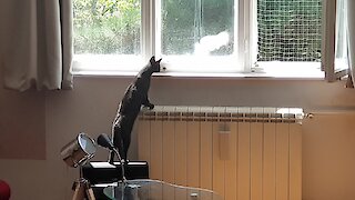 Blind cat hunts pigeon by sound