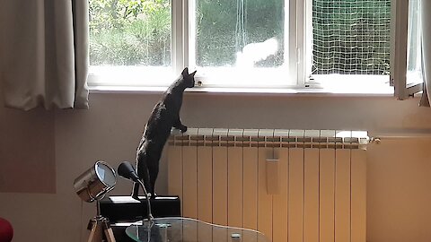 Blind cat hunts pigeon by sound